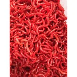 JENZI Tasty Gums Gummik.m.Ger. Maggot -Predator rods Verkäufe jenzi tasty gums gummik m ger made 2