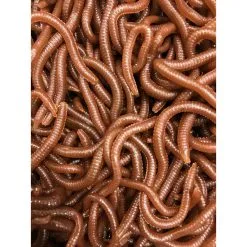 JENZI Tasty Gums Gummik.m.Ger. Worm -Predator rods Verkäufe jenzi tasty gums gummik m ger wurm 2